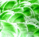 Yellow Green Transparent Enamel Fusible glass paint at www.happyglassartsupply.com 