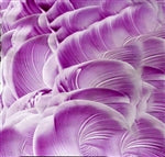 Purple Transparent Enamel Fusemaster glass paint at www.happyglassartsupply.com