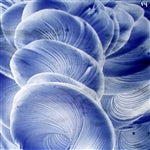 Gray Blue Transparent Enamel Fusible glass paint at www.happyglassartsupply.com