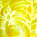 Gold Transparent Enamel Oceanside Compatible at www.happyglassartsupply.com