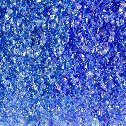 Dark Blue / Cobalt Blue Transparent System96 Oceanside Compatible™ Fine Frit Coe96 Happy Glass Art Supply www.happyglassartsupply.com